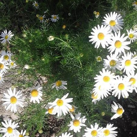 Pensiunea Margareta Sita Buzăului 외부 사진